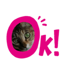 ブサ？ねこ（個別スタンプ：2）