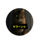 ブサ？ねこ（個別スタンプ：3）
