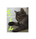 ブサ？ねこ（個別スタンプ：5）