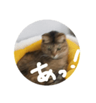 ブサ？ねこ（個別スタンプ：6）