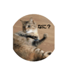 ブサ？ねこ（個別スタンプ：7）