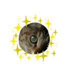 ブサ？ねこ（個別スタンプ：8）
