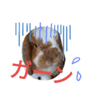 ロップイヤー王女ムム☆（個別スタンプ：3）