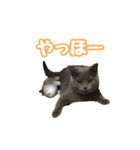 りんころすたんぷ（個別スタンプ：1）