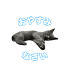 りんころすたんぷ（個別スタンプ：6）