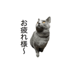 りんころすたんぷ（個別スタンプ：8）