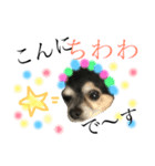 ゆる〜いチワワわんこ。【ゆる敬語2】（個別スタンプ：1）