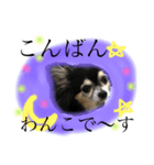 ゆる〜いチワワわんこ。【ゆる敬語2】（個別スタンプ：2）