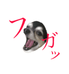 ゆる〜いチワワわんこ。【ゆる敬語2】（個別スタンプ：5）