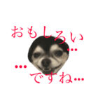 ゆる〜いチワワわんこ。【ゆる敬語2】（個別スタンプ：6）