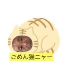 ネコだーまん（個別スタンプ：2）