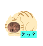 ネコだーまん（個別スタンプ：3）