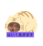 ネコだーまん（個別スタンプ：4）