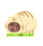 ネコだーまん（個別スタンプ：6）