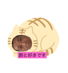 ネコだーまん（個別スタンプ：8）