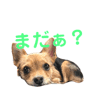 あたちのmix犬3（個別スタンプ：1）