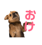 あたちのmix犬3（個別スタンプ：2）