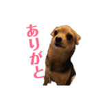 あたちのmix犬3（個別スタンプ：3）