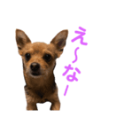 あたちのmix犬3（個別スタンプ：4）