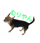 あたちのmix犬3（個別スタンプ：6）