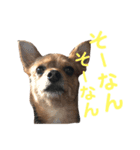 あたちのmix犬3（個別スタンプ：7）