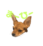 あたちのmix犬3（個別スタンプ：8）