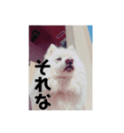 日本スピッツバロン（個別スタンプ：2）