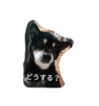 黒柴スタンプ2（個別スタンプ：1）