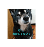 黒柴スタンプ2（個別スタンプ：3）