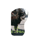 黒柴スタンプ2（個別スタンプ：5）