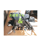 黒柴スタンプ2（個別スタンプ：6）