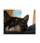 豆柴のくぅちゃん（個別スタンプ：2）