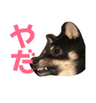 豆柴のくぅちゃん（個別スタンプ：6）