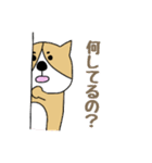 ゆるゆるコーギー1（個別スタンプ：30）