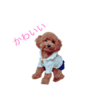 プードル20（個別スタンプ：4）