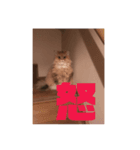 愛猫との生活（個別スタンプ：1）