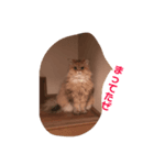 愛猫との生活（個別スタンプ：2）