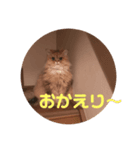 愛猫との生活（個別スタンプ：3）