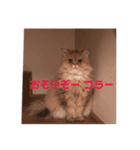 愛猫との生活（個別スタンプ：4）