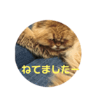 愛猫との生活（個別スタンプ：5）
