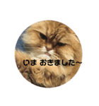 愛猫との生活（個別スタンプ：6）