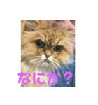 愛猫との生活（個別スタンプ：7）