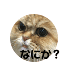 愛猫との生活（個別スタンプ：8）