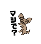チワワのランちゃん（個別スタンプ：1）