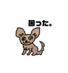 チワワのランちゃん（個別スタンプ：3）