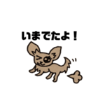 チワワのランちゃん（個別スタンプ：6）