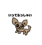 チワワのランちゃん（個別スタンプ：8）