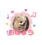 愛犬マリンさん（個別スタンプ：2）