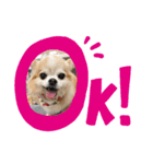 愛犬マリンさん（個別スタンプ：7）