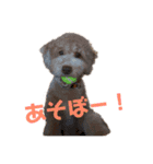 ミニチュアプードルのトトさん（個別スタンプ：1）